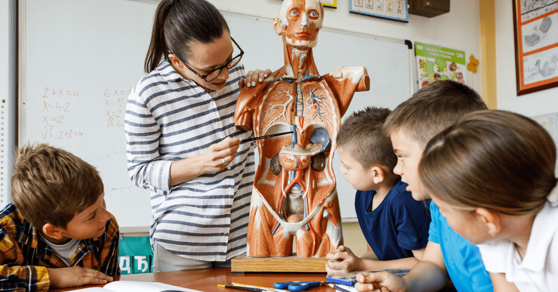 Il corpo umano: come funzionano il cuore, i muscoli e il sistema nervoso – guida per bambini